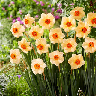 Narciso - Altruist - Narcissus - Eleganza e colore per il tuo giardino - 5 bulbi
