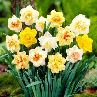 Narciso doppio - Mix - Narcissus - Fiori doppi in sfumature particolari - 5 bulbi