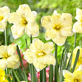 Narciso - Cassata - Narcissus - Decorazione pastello armoniosa - 5 bulbi