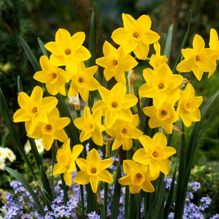 Narciso - Golden Carpet - Narcissus - Tappeto solare di fiori primaverili - 5 bulbi