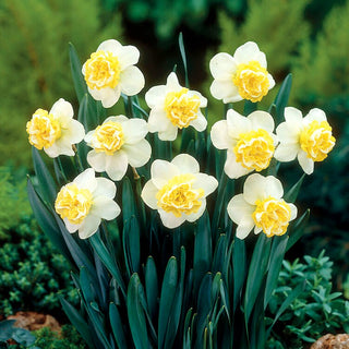Narciso - Wave - Narcissus - Profumo delicato di una mattina di primavera - 5 bulbi