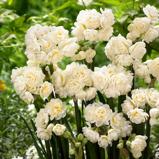 Narciso - Erlicheer - Narcissus - Aroma floreale delicato e gradevole - 5 bulbi