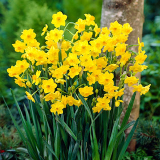 Narciso - Grand Soleil d'Or - Narcissus - Profumo dolce che avvolge il giardino - 5 bulbi