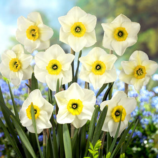 Narciso - Lancaster - Narcissus - Freschezza e leggerezza nella composizione - 5 bulbi
