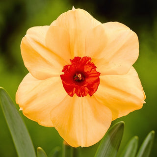 Narciso - Sabine Hay - Narcissus - Fiore elegante in ogni aiuola - 3 bulbi