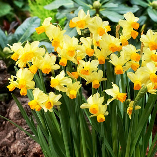 Narciso - Spring Sunshine - Narcissus - Fiori vivaci che trasmettono gioia - 5 bulbi