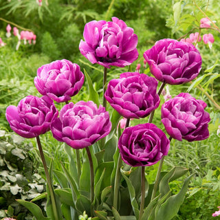 Tulipano - Blue Diamond - Tulipa - Classico in versione moderna - 5 bulbi