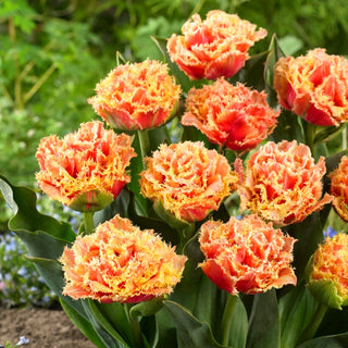 Tulipano - Brisbane - Tulipa - Tulipano frangiato spettacolare - 5 bulbi