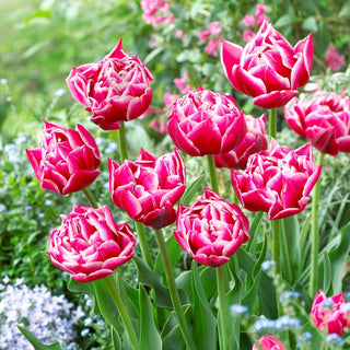 Tulipano - Columbus - Tulipa - Fioritura ricca di energia e passione - 5 bulbi