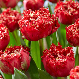 Tulipano - Qatar - Tulipa - Scelta ideale come fiore reciso - 5 bulbi
