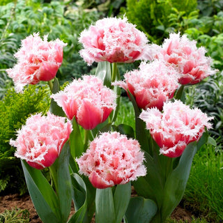 Tulipano - Queensland - Tulipa - Ideale per aiuole e vasi - 5 bulbi