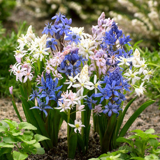 Scilla bifolia - Miscela di colori - Fiorisce già a marzo, dona vitalità al giardino - 10 bulbi