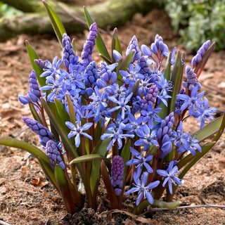 Scilla bifolia - Blu - Crea un tappeto denso e scenografico - 10 bulbi