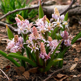 Scilla bifolia - rosa - Varietà rara rosa - 10 bulbi