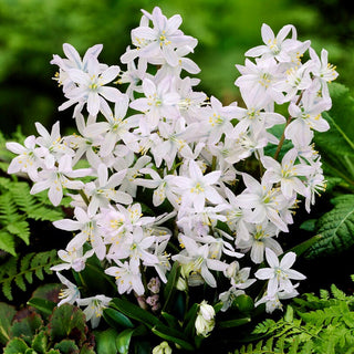 Scilla mischtschenkoana - Tubergeniana - Fiori già a marzo, annuncio di primavera - 5 bulbi