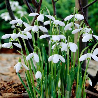 Galanthus - Sam Arnott - Eleganza candida con note di miele