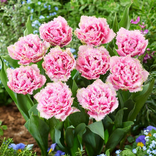 Tulipano - Cairns - Tulipa - Fiori delicati come una dolce meringa - 5 bulbi