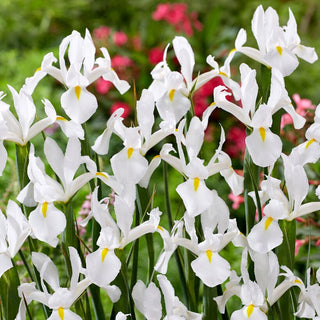 Iris hollandica - Alaska - Leggerezza ed eleganza in bianco - 10 bulbi