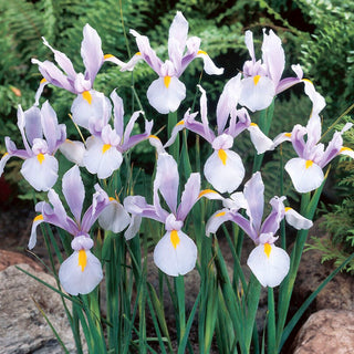 Iris hollandica - Carmen - Eleganza raffinata e moderna - 10 bulbi