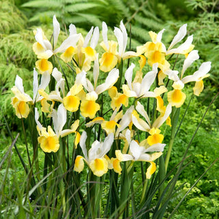 Iris hollandica - Montecito - Adatto per la coltivazione in vaso - 10 bulbi