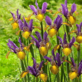 Iris hollandica - Picasso - Fiori variopinti di straordinaria bellezza - 10 bulbi