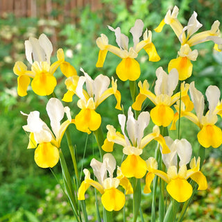 Iris hollandica - Symphony - Tonalità delicate e pastello dei fiori - 10 bulbi