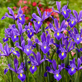 Iris hollandica - Valentine - Forma ciuffi compatti e slanciati - 10 bulbi