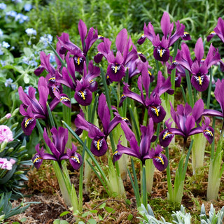 Iris reticulata - Rejoice - Fiori viola - Tocco primaverile - 10 bulbi