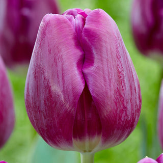Tulipano - Bullit - Tulipa - Colore viola intenso per aiuole - 5 bulbi