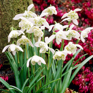 Galanthus doppio - Hippolyta - Bouquet romantici da giardino - 3 bulbi
