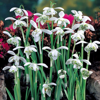 Galanthus (Bucaneve) - Jaquenetta - Crea tappeti delicati e incantevoli