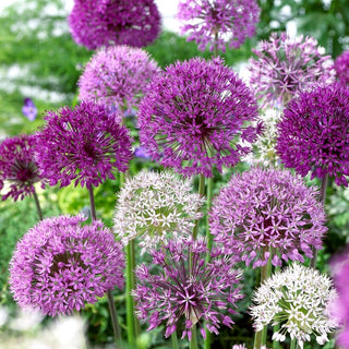 Allium - Mix - Splendido mosaico di colori - 3 bulbi