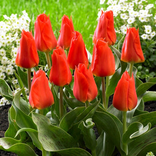 Tulipano - Miramare - Tulipa - Tulipano che attira lo sguardo - 5 bulbi
