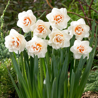 Narciso doppio - Gay Kybo - Narcissus - Freschezza e colore dall’inizio della primavera - 5 bulbi