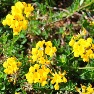 Ginestrino comune - Mellifera e fertilizzante del suolo - Lotus corniculatus - 1 kg