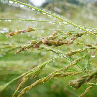 Festuca rossa - Relevant - Tollera la siccità e la mezz’ombra - Festuca rubra - 5 kg