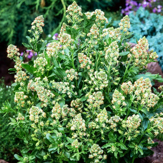 Reseda odorata - Miscuglio - Colorata dal profumo dolce e gradevole - Reseda odorata - Semi Premium