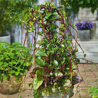 Malabar Spinach - Climber that Delights in Taste and Appearance - Basella alba rubra - Premium Seeds