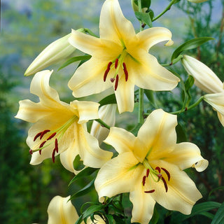Giglio arboreo - Honeymoon - Lilium - Punto focale dell’aiuola o del giardino