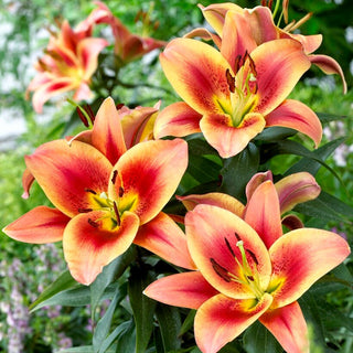 Giglio arboreo - Montego Bay - Lilium - Giglio spettacolare per le aiuole estive
