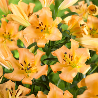 Giglio arboreo - Saltarello - Lilium - Bagliore arancione chiaro estivo