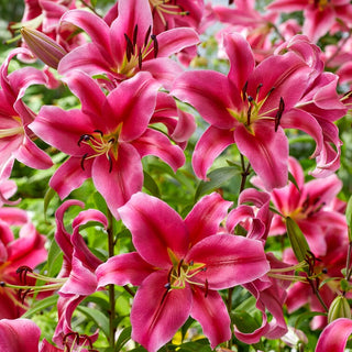 Giglio arboreo - Sensi - Lilium - Fiori rosa eleganti in giardino