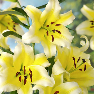 Giglio arboreo - Conca D'or - Lilium - Fiori a calice giallo e bianco