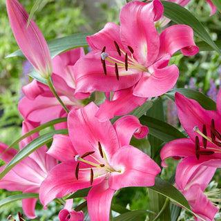 Giglio arboreo - Robina - Lilium - Fioritura prolungata per tutta l’estate