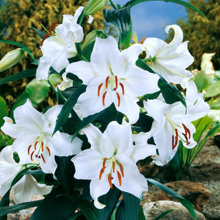Giglio orientale - Casa Blanca - Lilium - Bellezza orientale a fioritura prolungata