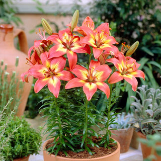 Giglio asiatico - Forever Linda - Lilium - Crea composizioni estive raffinate