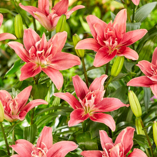 Giglio - Double Lady - Lilium - Decorativo e resistente in giardino