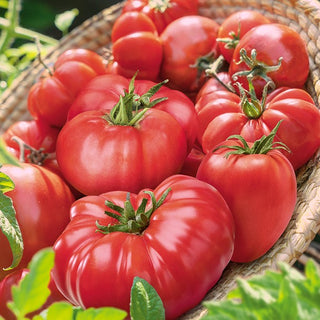 Pomodoro lampone - miscuglio di varietà - Forme e sapori diversi, produttivo