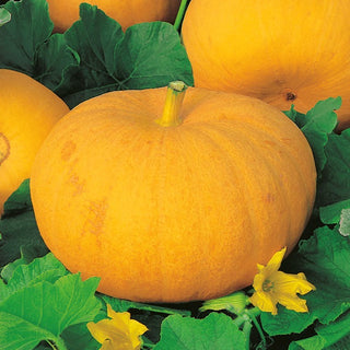 Zucca Gele Reuzen - Varietà tradizionale dalle dimensioni impressionanti - 100 g