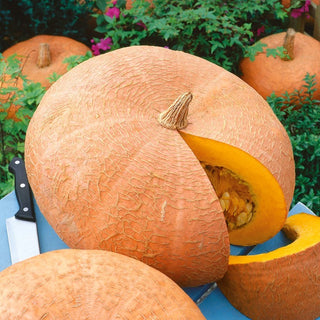 Zucca - Jaune Gros de Paris - Enormi frutti gialli, molto dolci e deliziosi - Busta Grande - 100 g